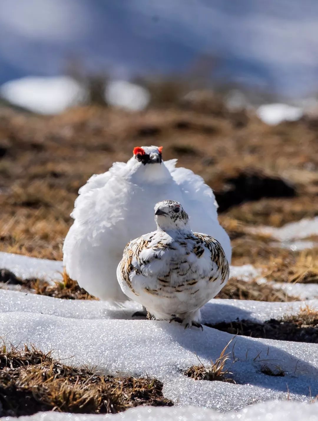 朋友,我看你与鸟类学有缘