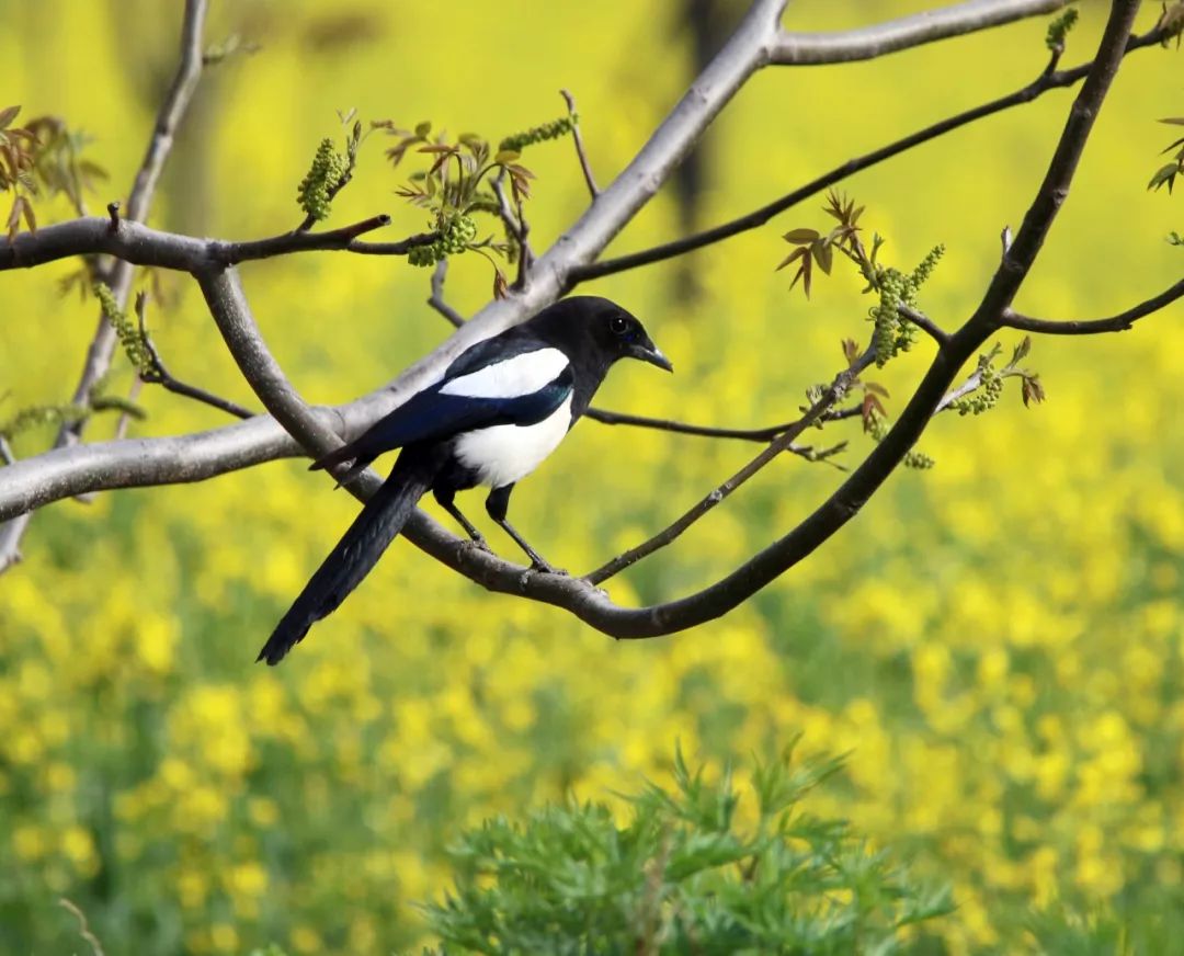 朋友,我看你与鸟类学有缘
