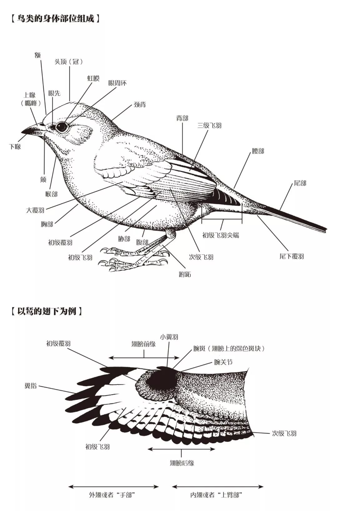朋友,我看你与鸟类学有缘