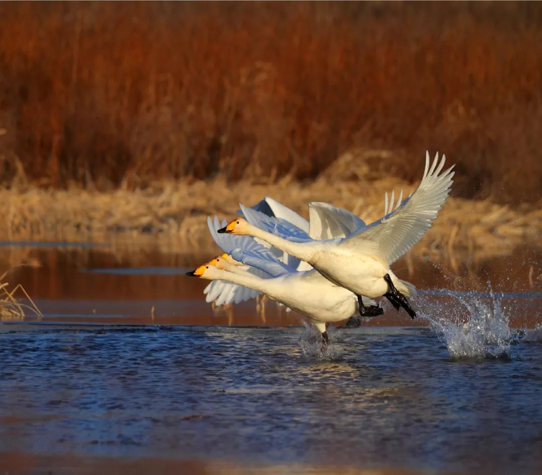 朋友，我看你与鸟类学有缘