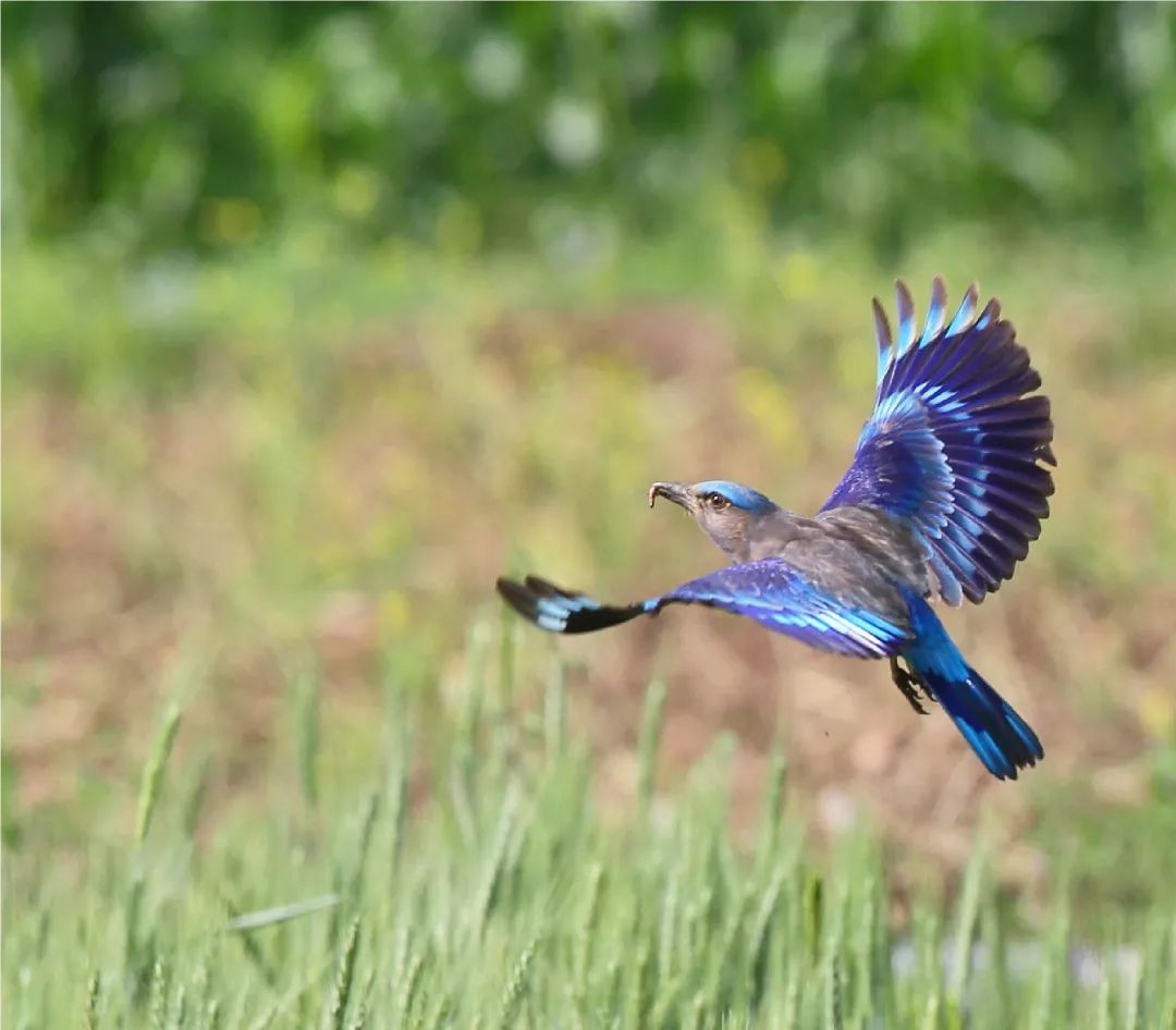 朋友,我看你与鸟类学有缘