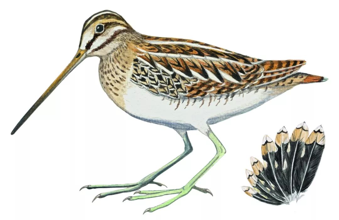 朋友,我看你与鸟类学有缘