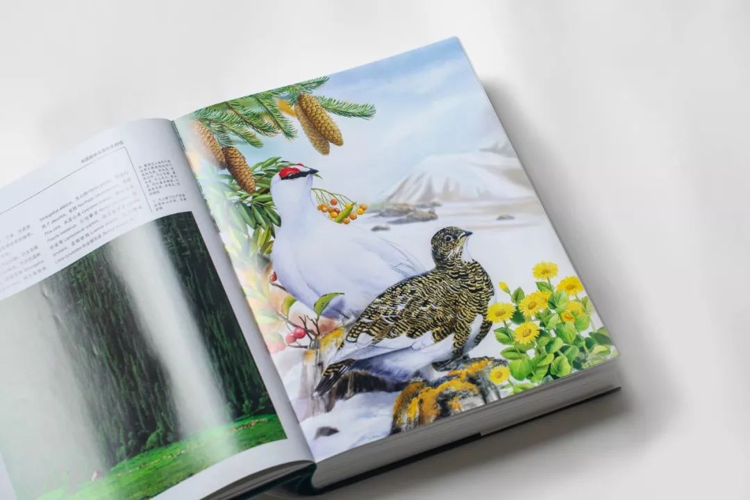 朋友,我看你与鸟类学有缘