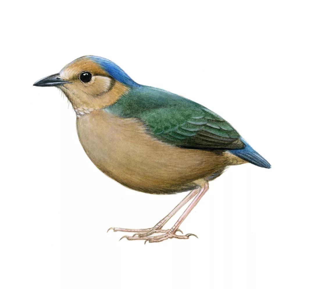 朋友,我看你与鸟类学有缘