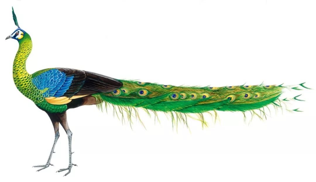 朋友,我看你与鸟类学有缘