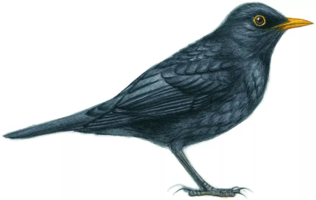 朋友,我看你与鸟类学有缘