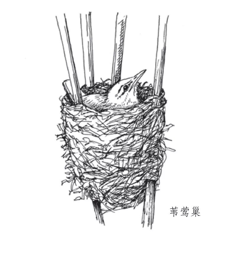 朋友，我看你与鸟类学有缘