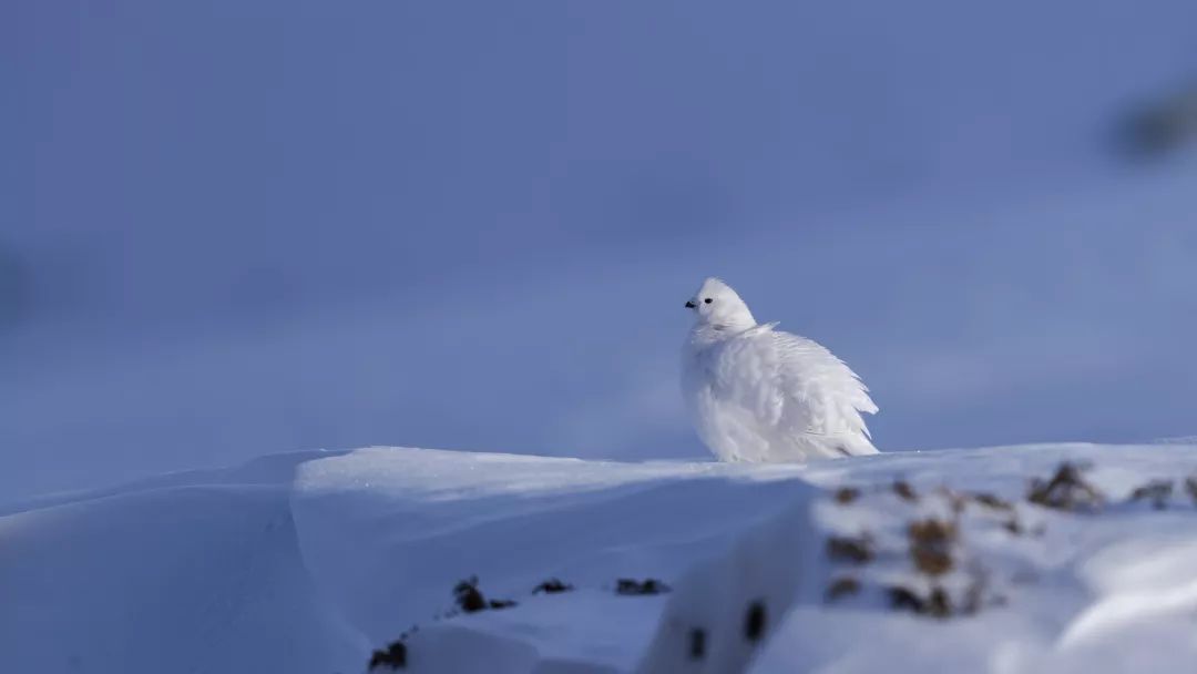 朋友，我看你与鸟类学有缘