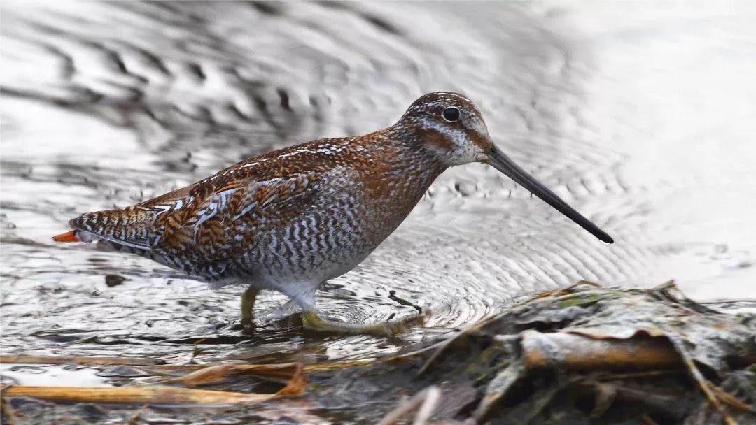 朋友，我看你与鸟类学有缘