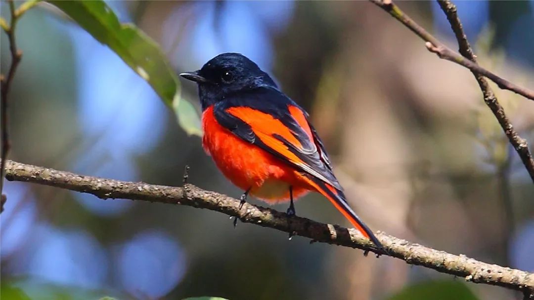 朋友,我看你与鸟类学有缘