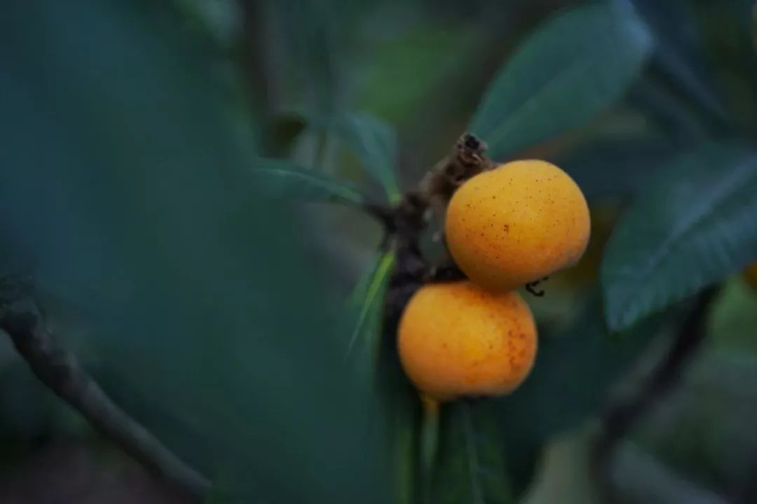 向大学蜂蜜研究所定制了一罐枇杷冬蜜，甜甜润润杏仁香