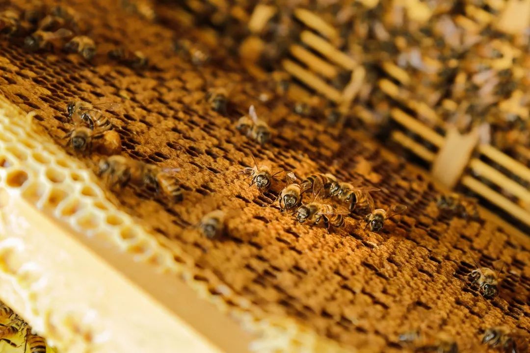 向大学蜂蜜研究所定制了一罐枇杷冬蜜,甜甜润润杏仁香