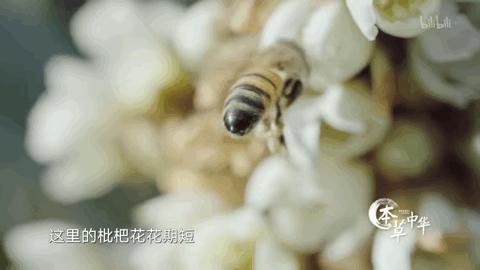向大学蜂蜜研究所定制了一罐枇杷冬蜜,甜甜润润杏仁香