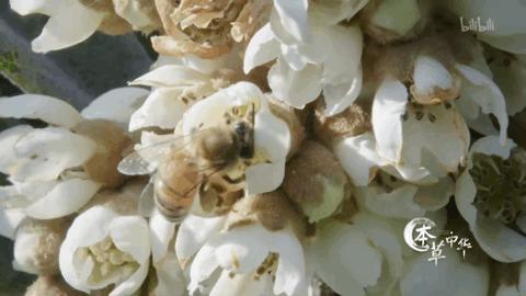 向大学蜂蜜研究所定制了一罐枇杷冬蜜,甜甜润润杏仁香