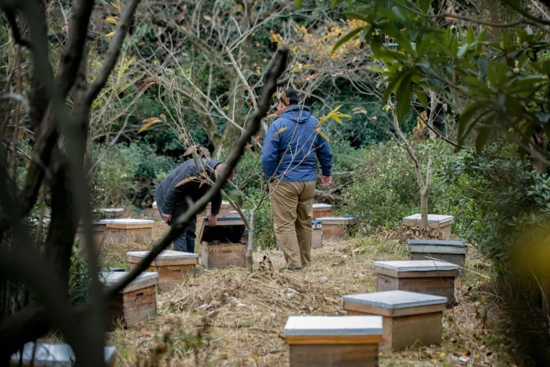 向大学蜂蜜研究所定制了一罐枇杷冬蜜,甜甜润润杏仁香