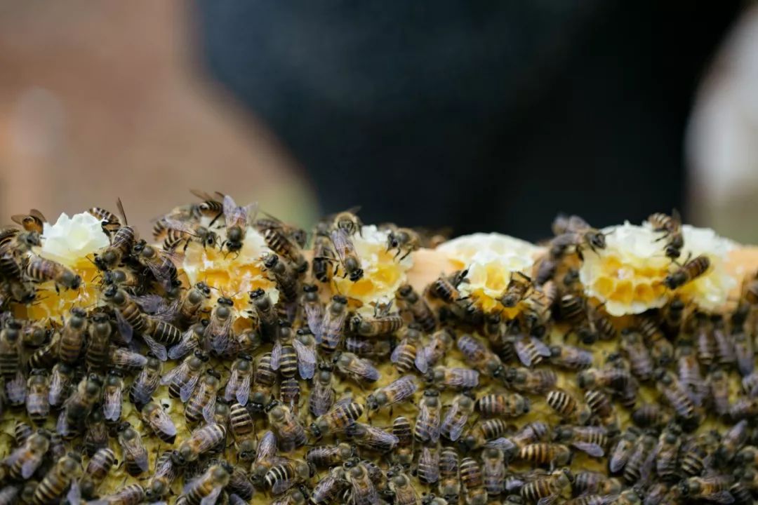 向大学蜂蜜研究所定制了一罐枇杷冬蜜,甜甜润润杏仁香