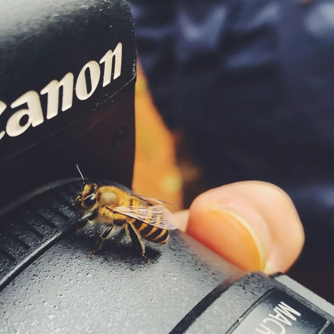 向大学蜂蜜研究所定制了一罐枇杷冬蜜,甜甜润润杏仁香