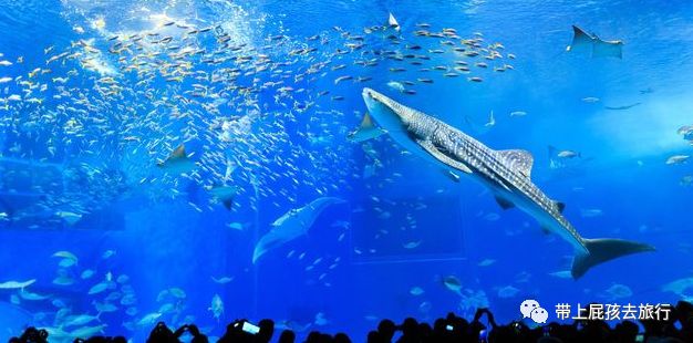 带娃出国旅行,包车游才爽啊!双十二的全部特惠路线我都整理好了