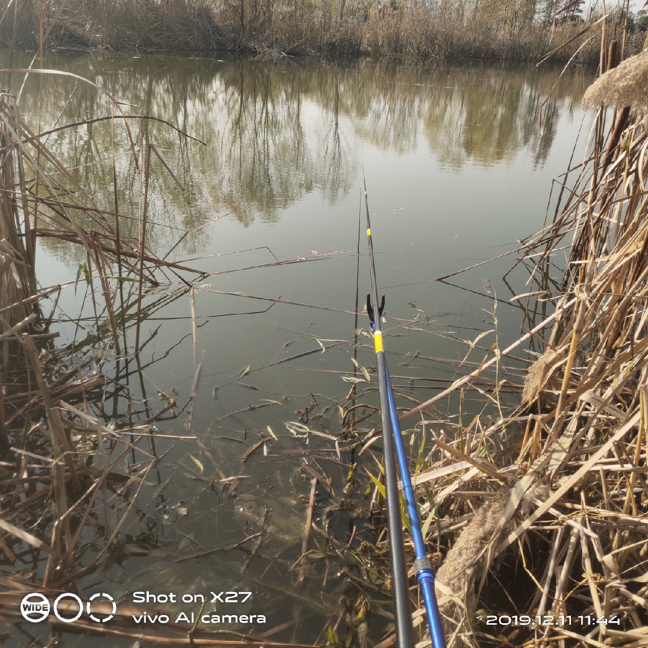 台钓鲫鱼教学,野钓芦苇多的地方鱼怎么样