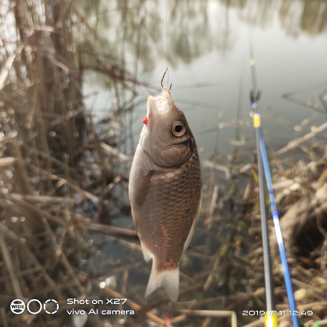 台钓鲫鱼教学,野钓芦苇多的地方鱼怎么样