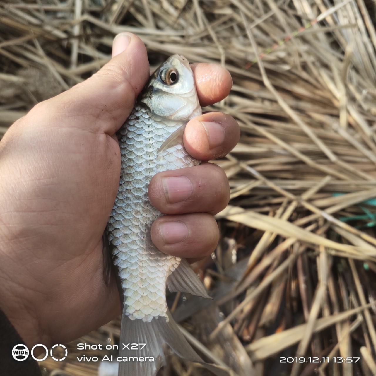 台钓鲫鱼教学,野钓芦苇多的地方鱼怎么样
