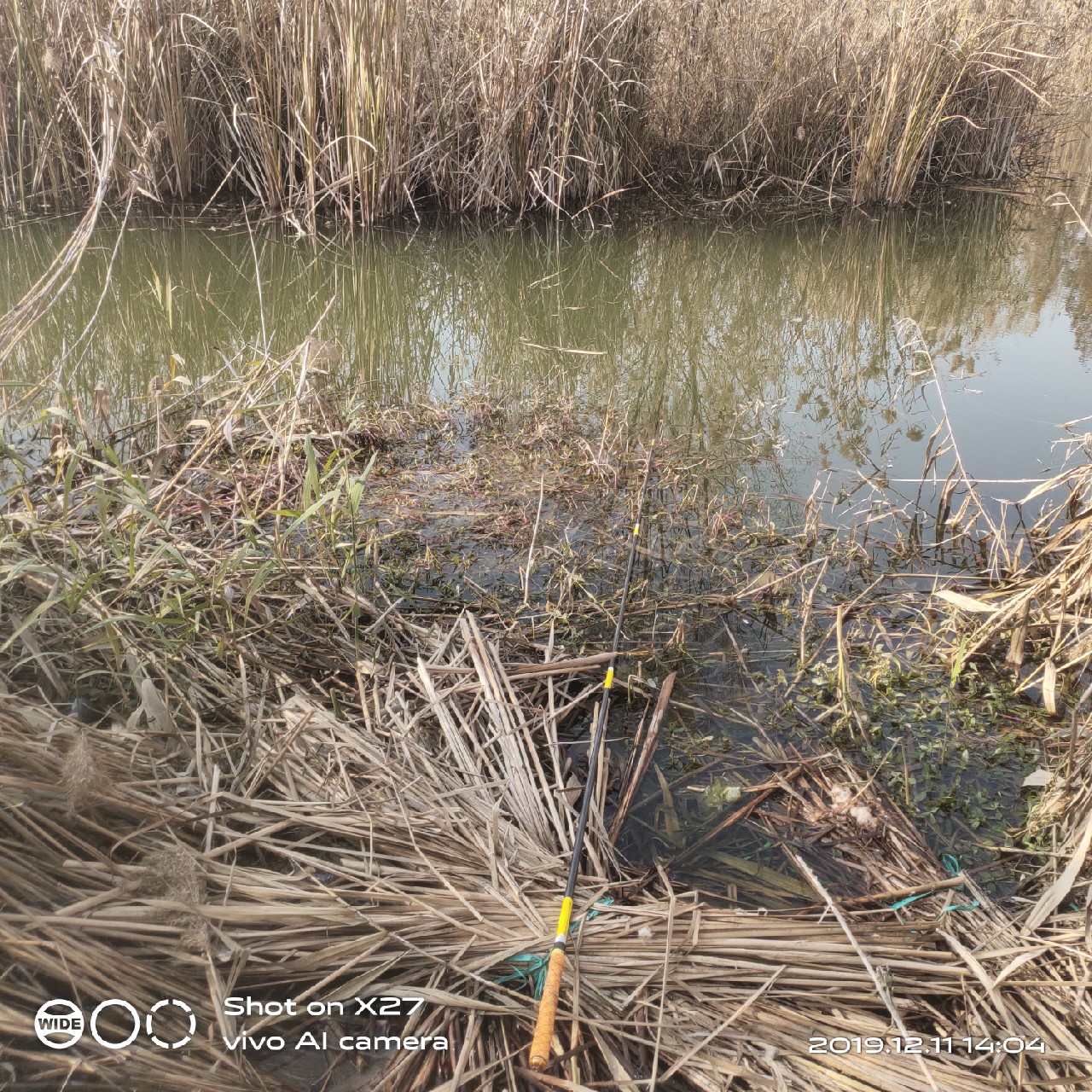 台钓鲫鱼教学,野钓芦苇多的地方鱼怎么样