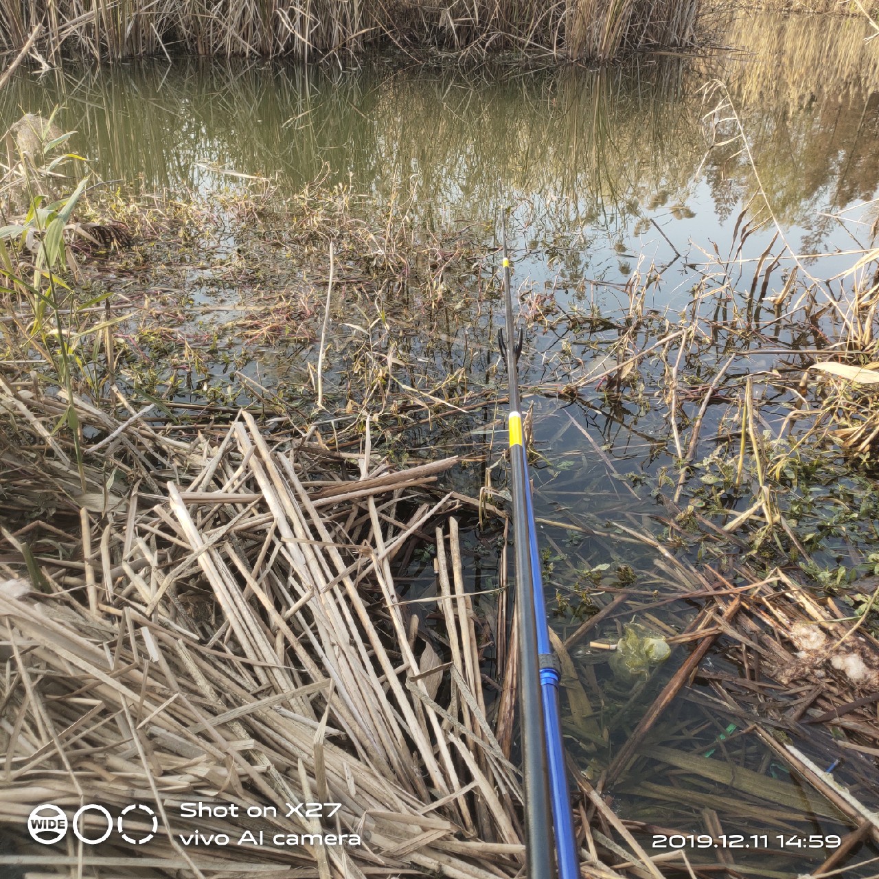 台钓鲫鱼教学,野钓芦苇多的地方鱼怎么样