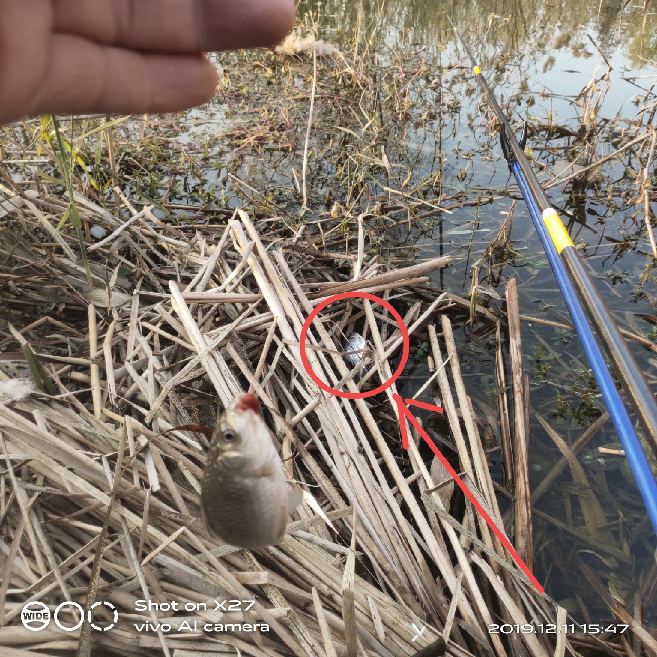 台钓鲫鱼教学,野钓芦苇多的地方鱼怎么样