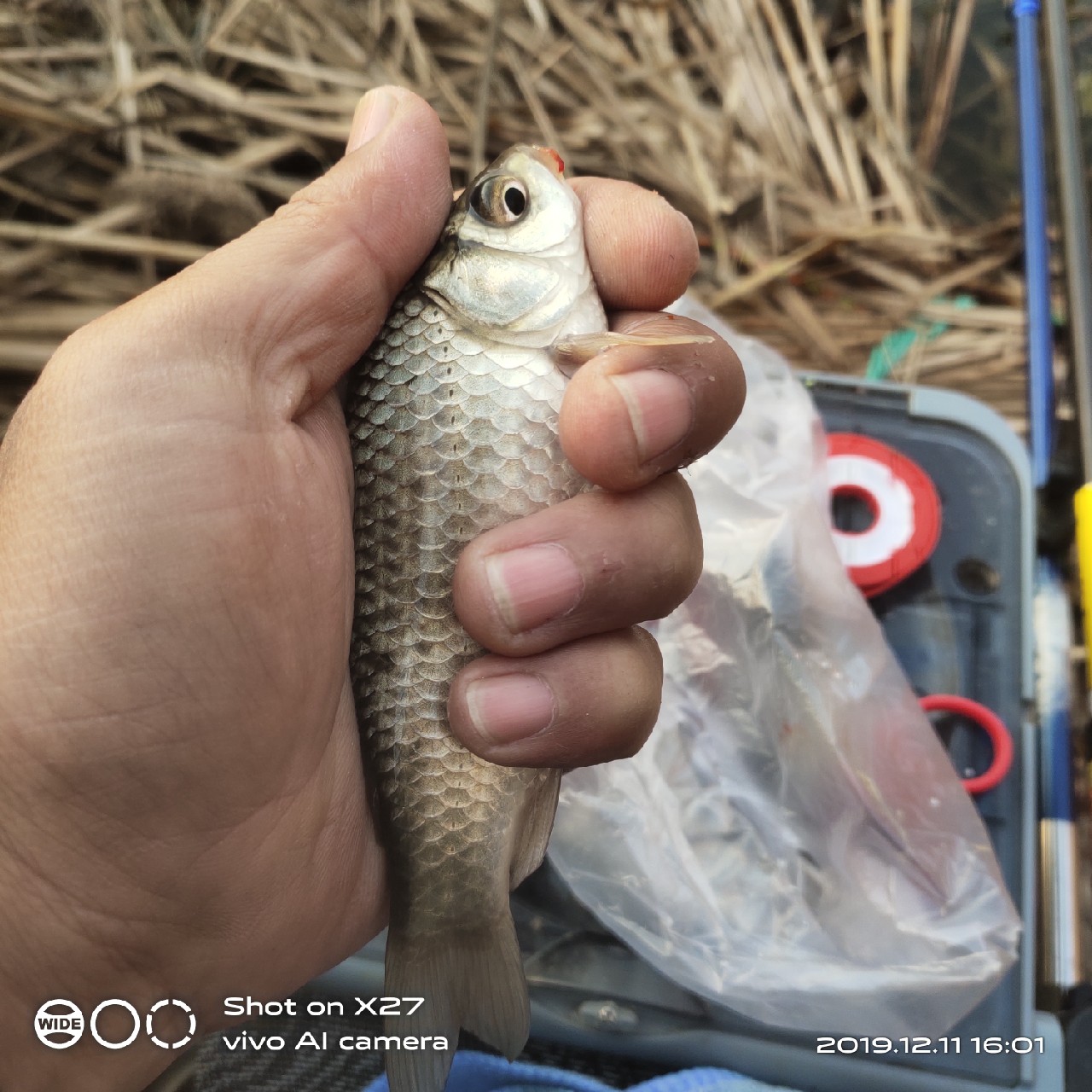 台钓鲫鱼教学,野钓芦苇多的地方鱼怎么样