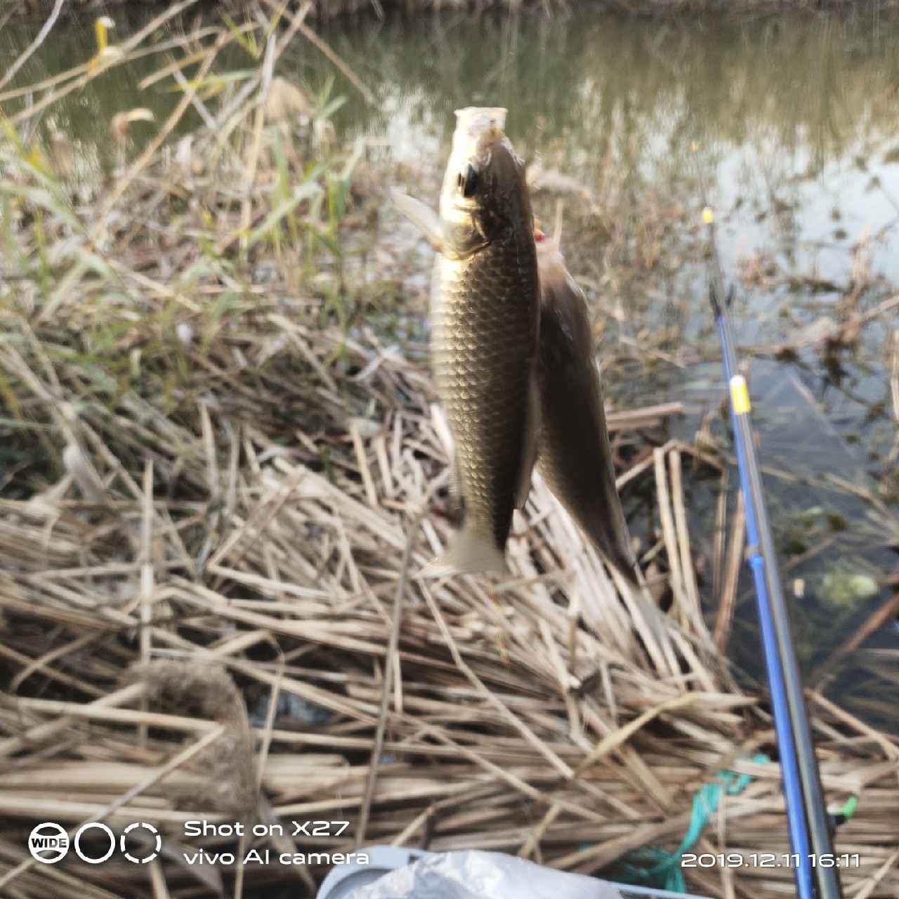 台钓鲫鱼教学,野钓芦苇多的地方鱼怎么样