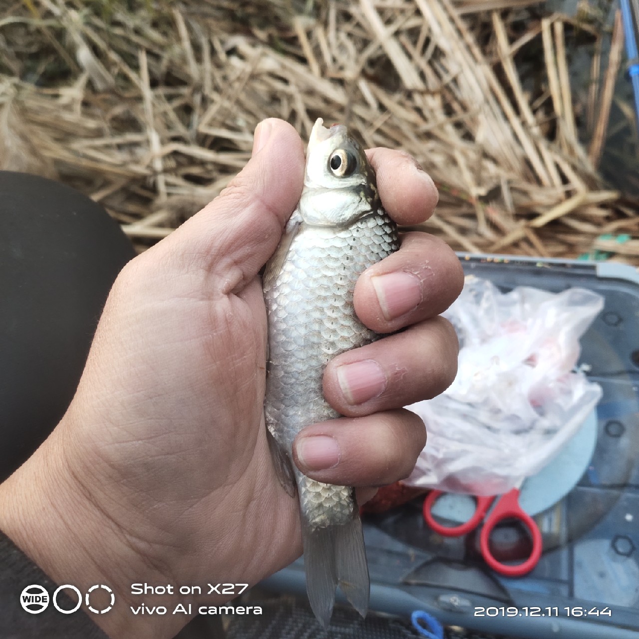 台钓鲫鱼教学,野钓芦苇多的地方鱼怎么样