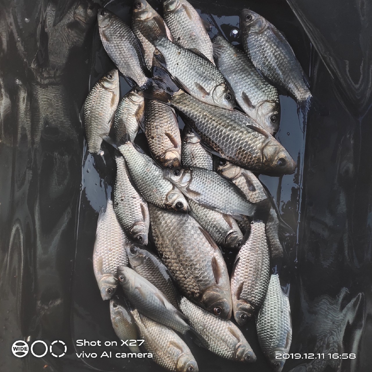 台钓鲫鱼教学,野钓芦苇多的地方鱼怎么样