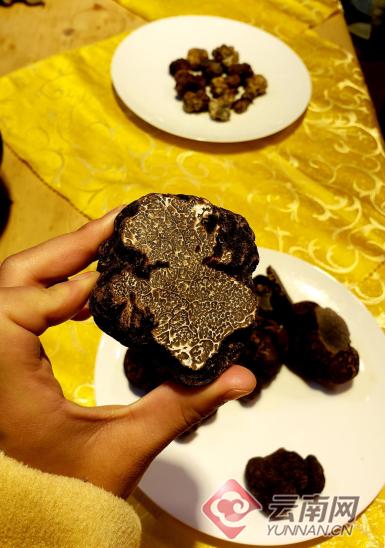 云南最大的野生松露,黑松露黑钻石