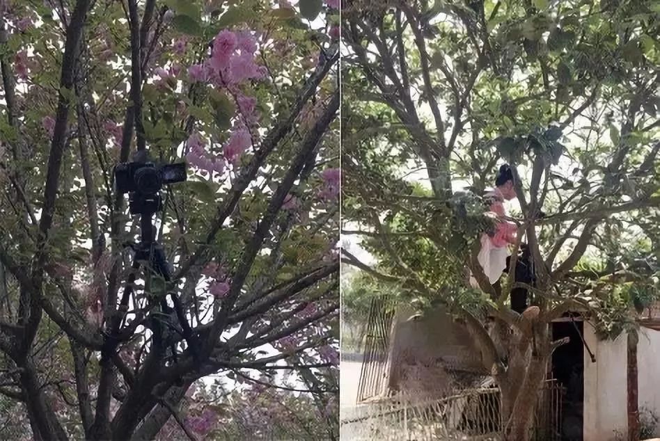 央视评李子柒走红的原因,李子柒被赞视频