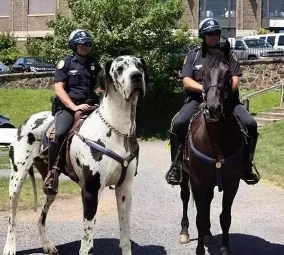 十种最厉害的犬,六大最厉害猫科动物