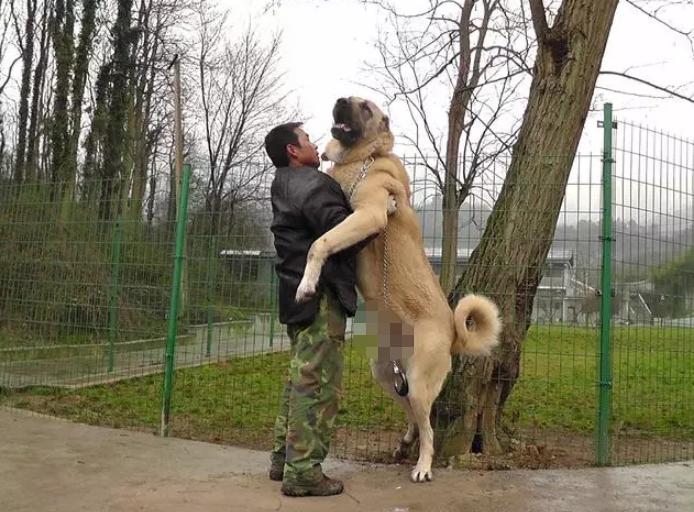 十种最厉害的犬,六大最厉害猫科动物