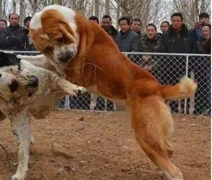 十种最厉害的犬,六大最厉害猫科动物