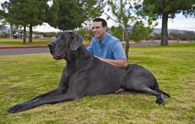 十种最厉害的犬,六大最厉害猫科动物