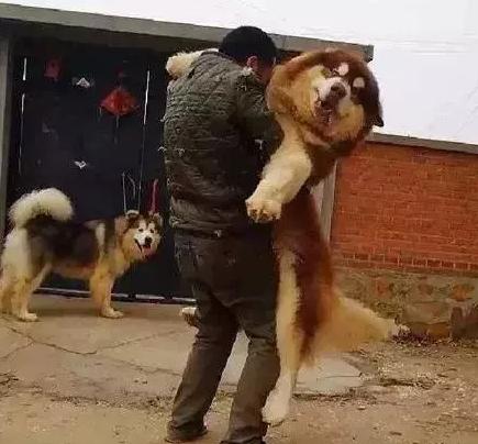 十种最厉害的犬,六大最厉害猫科动物