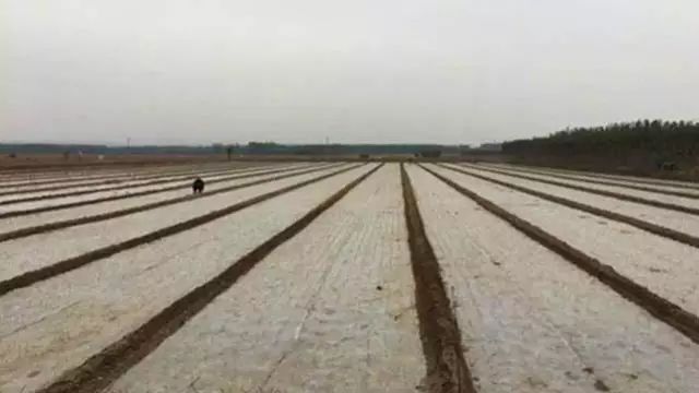 寒冬来袭,大蒜如何防冻?