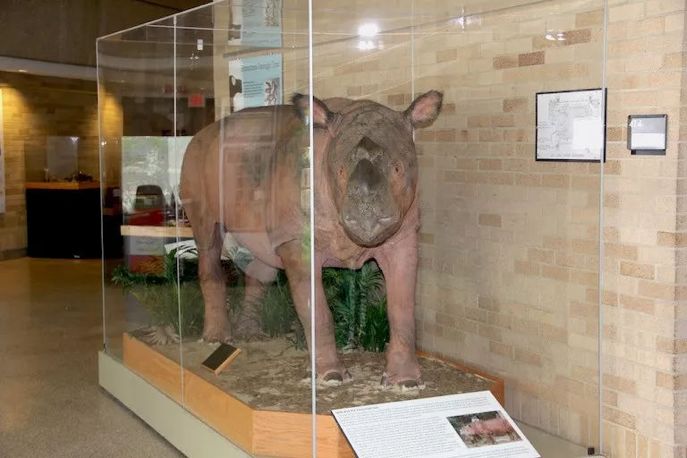 苏门答腊犀牛在2021年灭绝了没有,苏门答腊犀牛灭绝原因