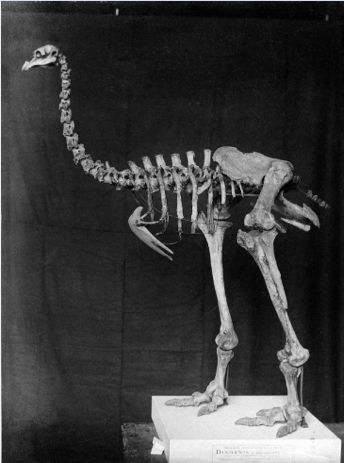 苏门答腊犀牛在2021年灭绝了没有,苏门答腊犀牛灭绝原因