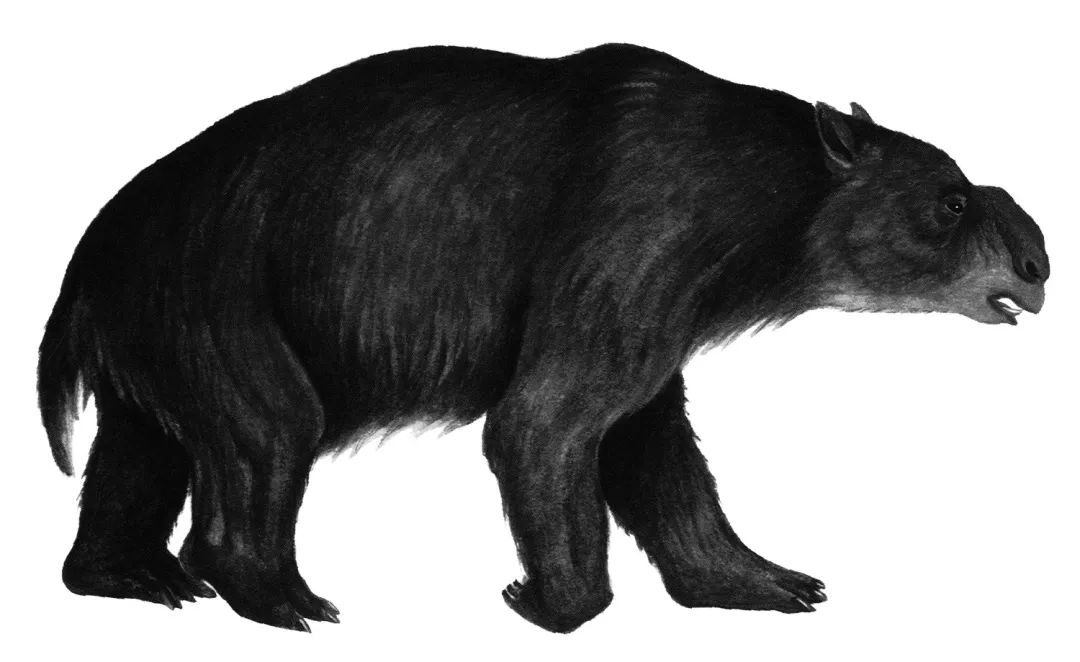 苏门答腊犀牛在2021年灭绝了没有,苏门答腊犀牛灭绝原因