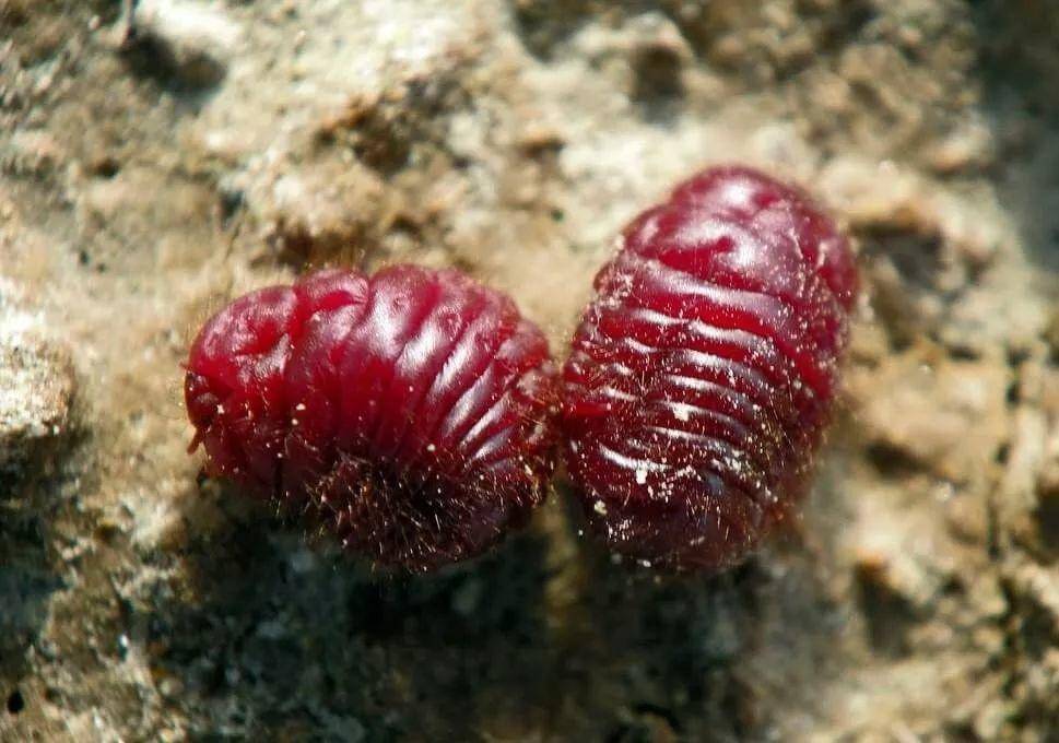 梵高拿破仑,梵高和蒙娜丽莎的故事