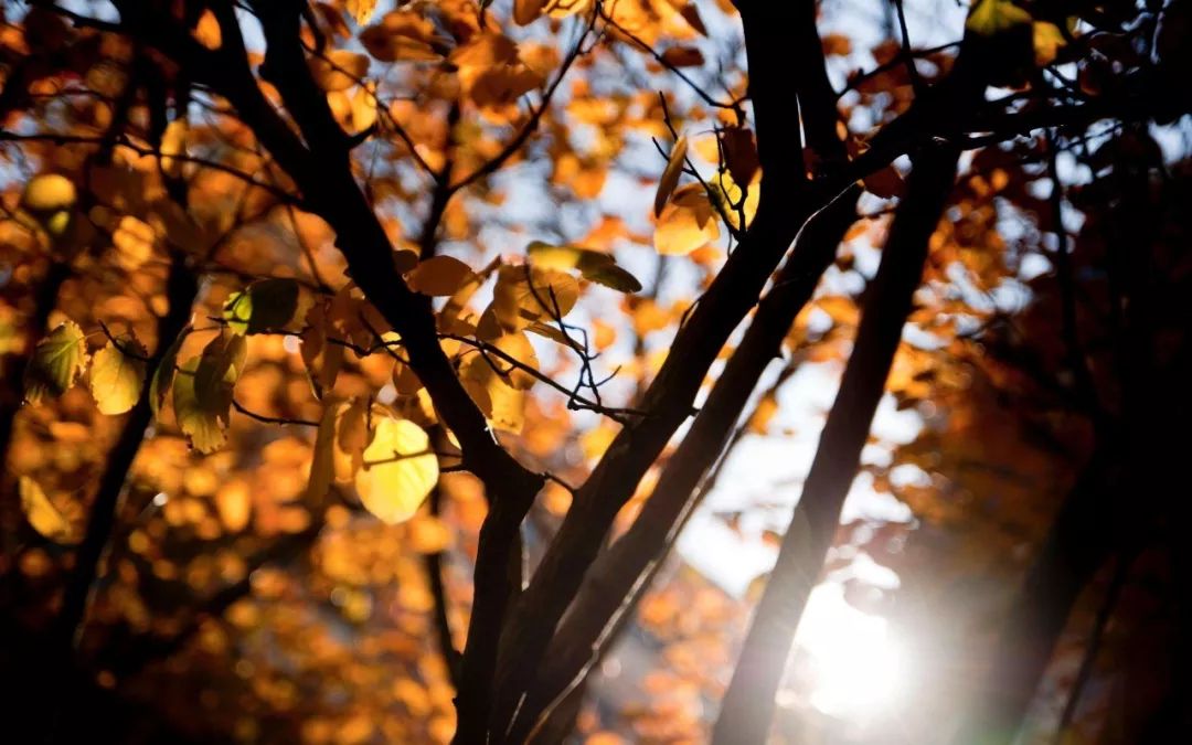 经典央视歌曲,央视经典背景音乐