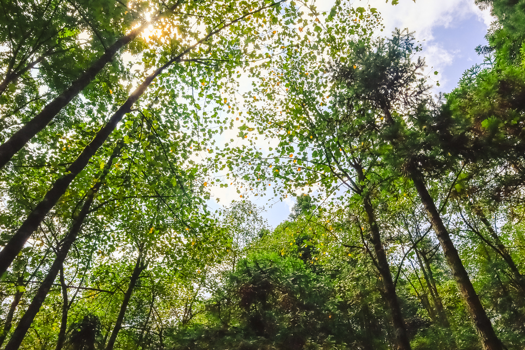 尼康佳能宾得全幅相机比拼,尼康索尼佳能50mm1.2镜头对比