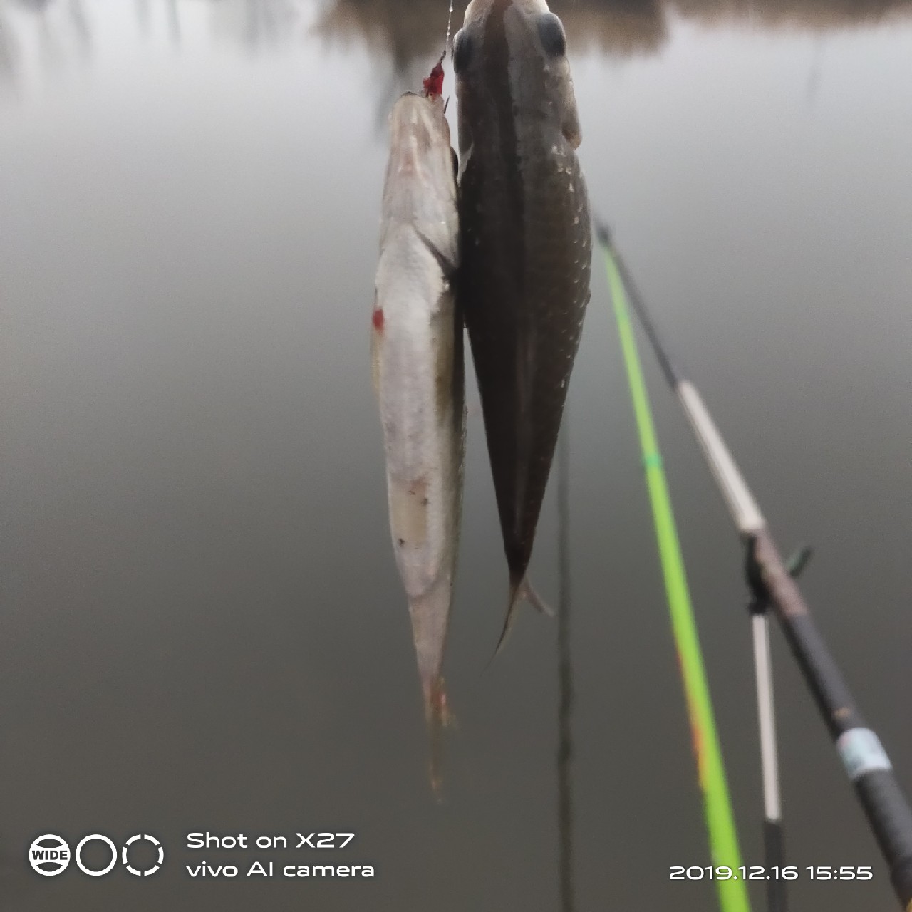 春天小雨天钓鲫鱼技巧和方法,钓鲫鱼的正确方法与技巧