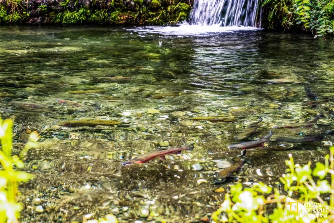 丽江为什么可以让人沉醉,丽江为何称作艳遇之都
