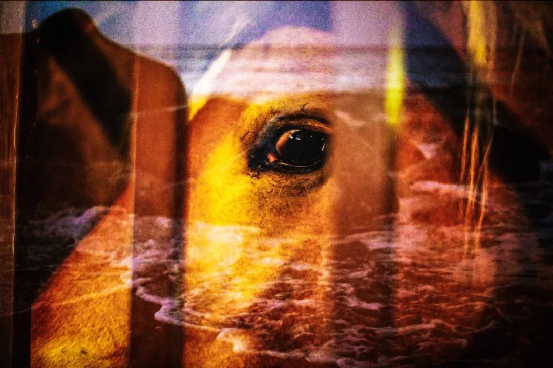 大卫林奇新怪谈,大卫林奇惊世之作