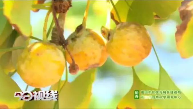 银杏果煲汤,都长点心吧